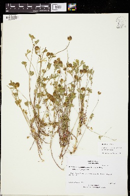 Trifolium albopurpureum var. albopurpureum image