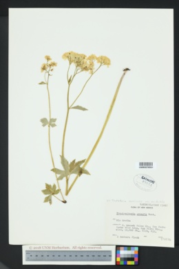 Trautvetteria caroliniensis var. occidentalis image