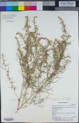 Image of Ambrosia monogyra
