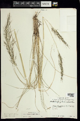 Muhlenbergia jaliscana image