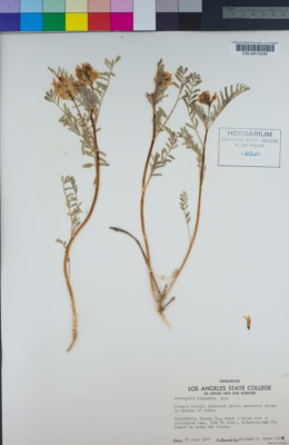 Image of Astragalus bolanderi