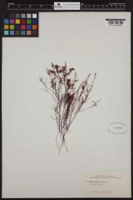 Gelidium pulchrum image