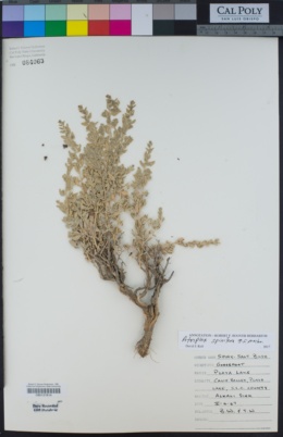 Atriplex spinifera image