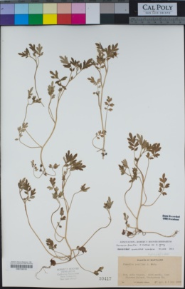 Phacelia covillei image