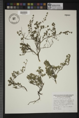 Image of Thymus leptophyllus