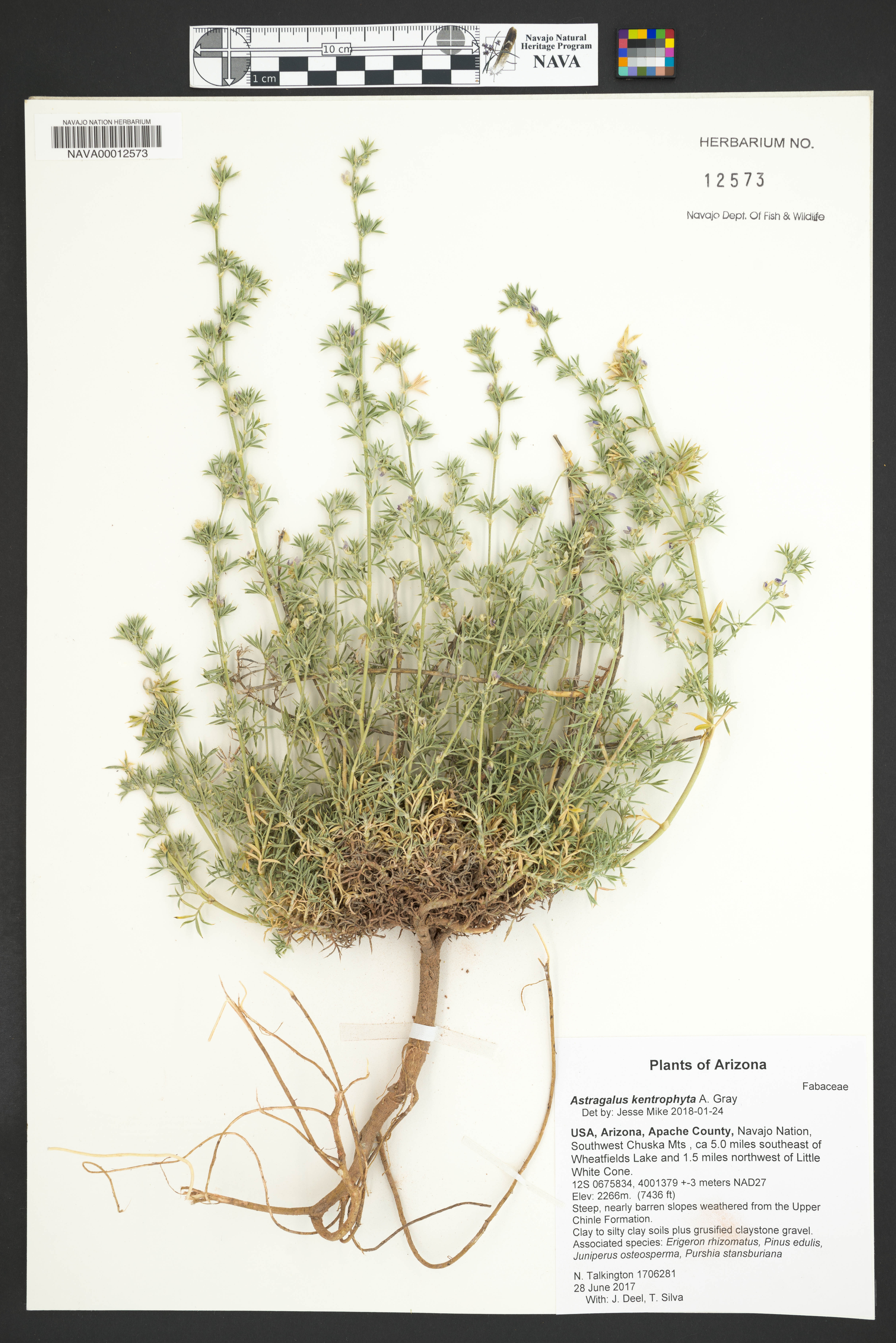 Image of Astragalus kentrophyta