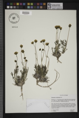 Thelesperma pubescens var. caespitosum image