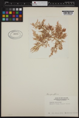 Champia affinis image