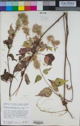 Image of Ageratina blepharilepis
