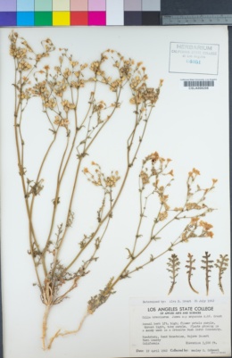 Gilia brecciarum subsp. neglecta image