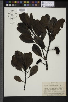 Degeneria vitiensis image