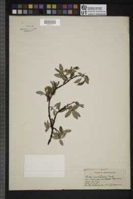 Salix cordifolia var. macounii image