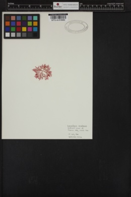 Lomentaria orcadensis image