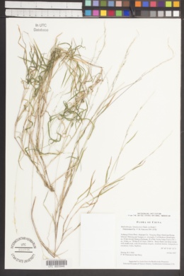 Muhlenbergia himalayensis image