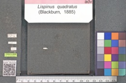 Image of Lispinus quadratus