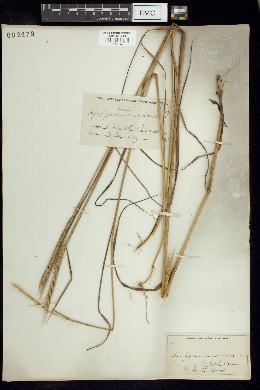 Vulpia unilateralis image