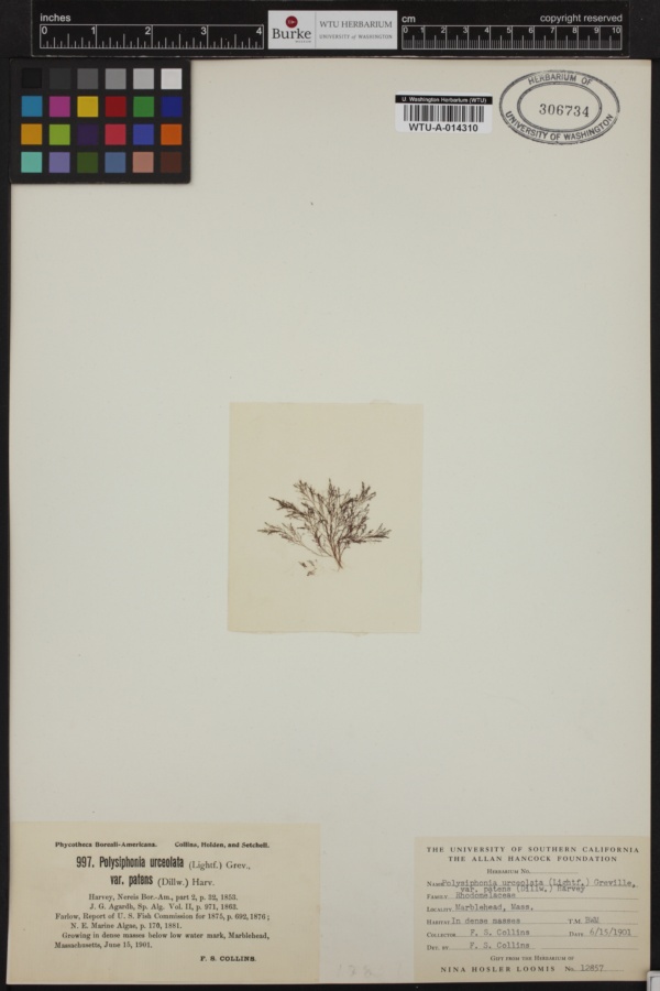 Polysiphonia urceolata f. patens image