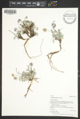 Astragalus gilensis image