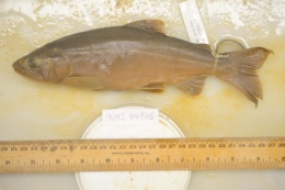 Oncorhynchus kisutch image