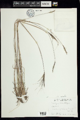 Trachypogon montufarii image