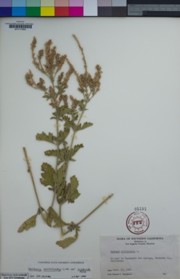 Verbena lasiostachys var. scabrida image
