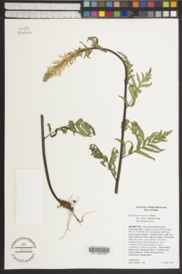 Pedicularis bracteosa var. canbyi image