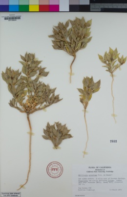 Image of Stillingia spinulosa