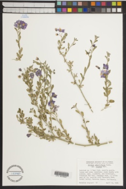 Solanum umbelliferum var. incanum image