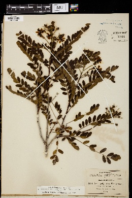 Cassia polyantha image