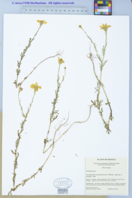 Image of Adenophyllum cancellatum