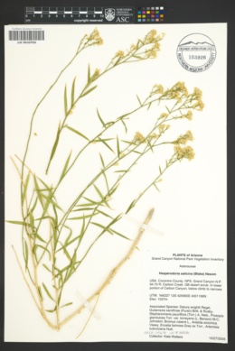 Lorandersonia salicina image
