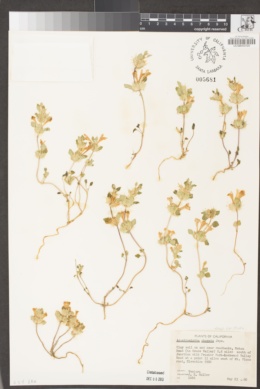 Acanthomintha obovata subsp. cordata image