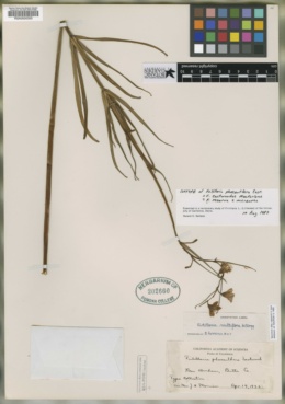 Fritillaria eastwoodiae image