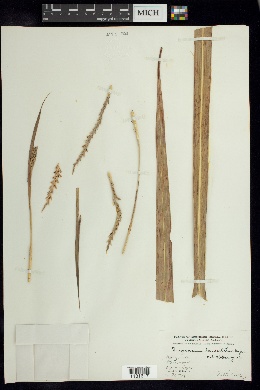 Tripsacum lanceolatum image