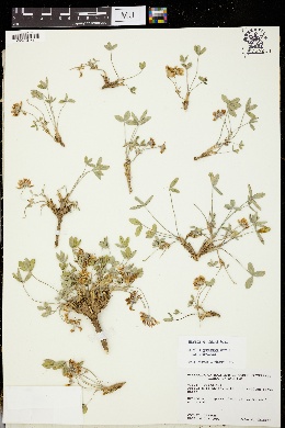 Trifolium gymnocarpon subsp. gymnocarpon image