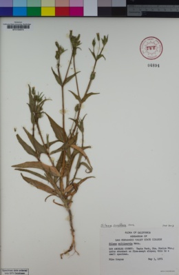 Image of Silene coniflora
