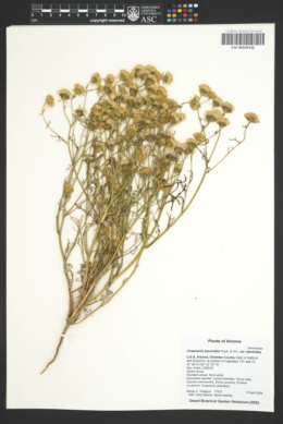 Chaenactis stevioides var. stevioides image
