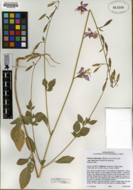 Image of Clarkia mildrediae