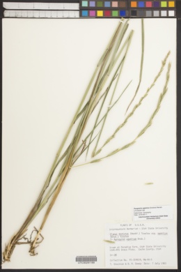Image of Roegneria ugamica