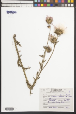 Cousinia thomsonii image
