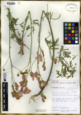 Image of Sphaeralcea gierischii