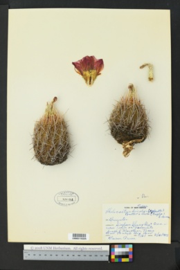 Thelocactus bicolor image