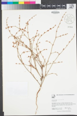 Image of Eriogonum roseum