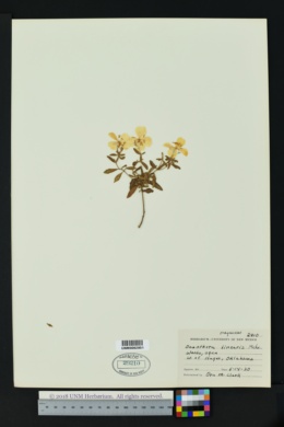 Oenothera fruticosa var. linearis image