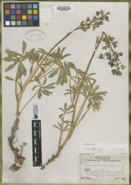 Lupinus holmgrenanus image