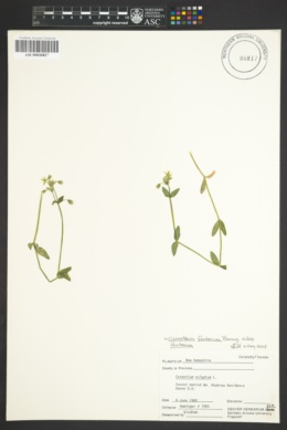 Cerastium fontanum subsp. fontanum image