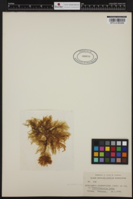 Ectocarpus confervoides image