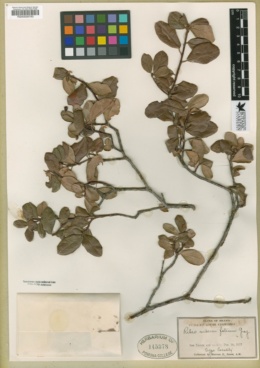 Ribes viburnifolium image