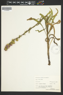 Image of Liatris rosendahlii