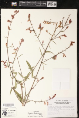 Cuphea hookeriana image